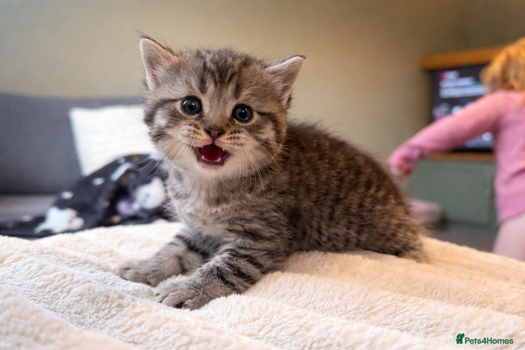 Mixed Breed cats for sale: Beautiful British shorthair cross kittens - Advert 5