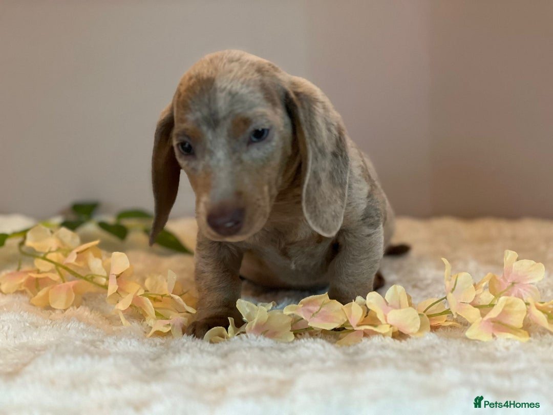 Miniature Dachshund dogs for sale: MINIATURE DACHSHUNDS  - Advert 6
