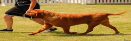 Dogue De Bordeaux dogs for sale: UK CHAMPION SIRED PUPPIES DUE SOON  - Advert 7
