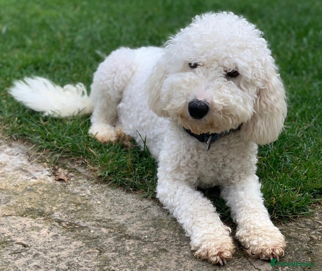 Cockapoo dogs for sale: F1B cockapoo puppys - Image 24