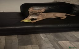 Mixed Breed dogs for sale: Pocket bully pup - Image 1