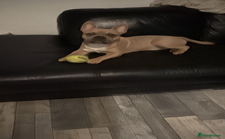 Mixed Breed dogs - Advert 1