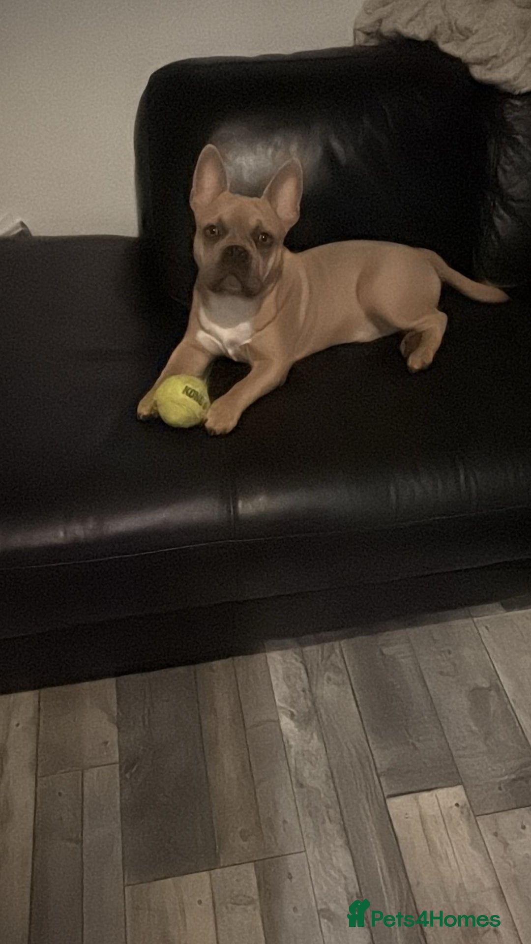 Mixed Breed dogs for sale: Pocket bully pup - Image 1