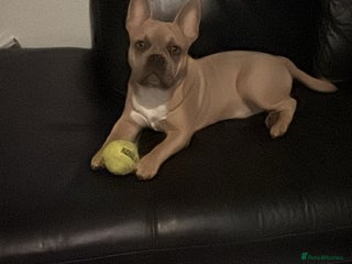 Mixed Breed dogs - Advert 19