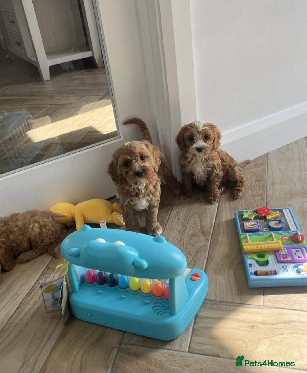 Cavapoo dogs for sale: STUNNING RED CAVAPOO PUPPIES AVAILABLE  in Ashton-under-Lyne - Advert 2