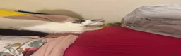 Ragdoll cats for sale: Ragdoll white and tabby  - Advert 1