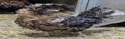 Chickens poultry for sale: Purebred Polish & USA Silkie Pekins Available  - Advert 11