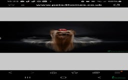 Yorkshire Terrier dogs for sale: Piece of Happiness!!! - Image 10