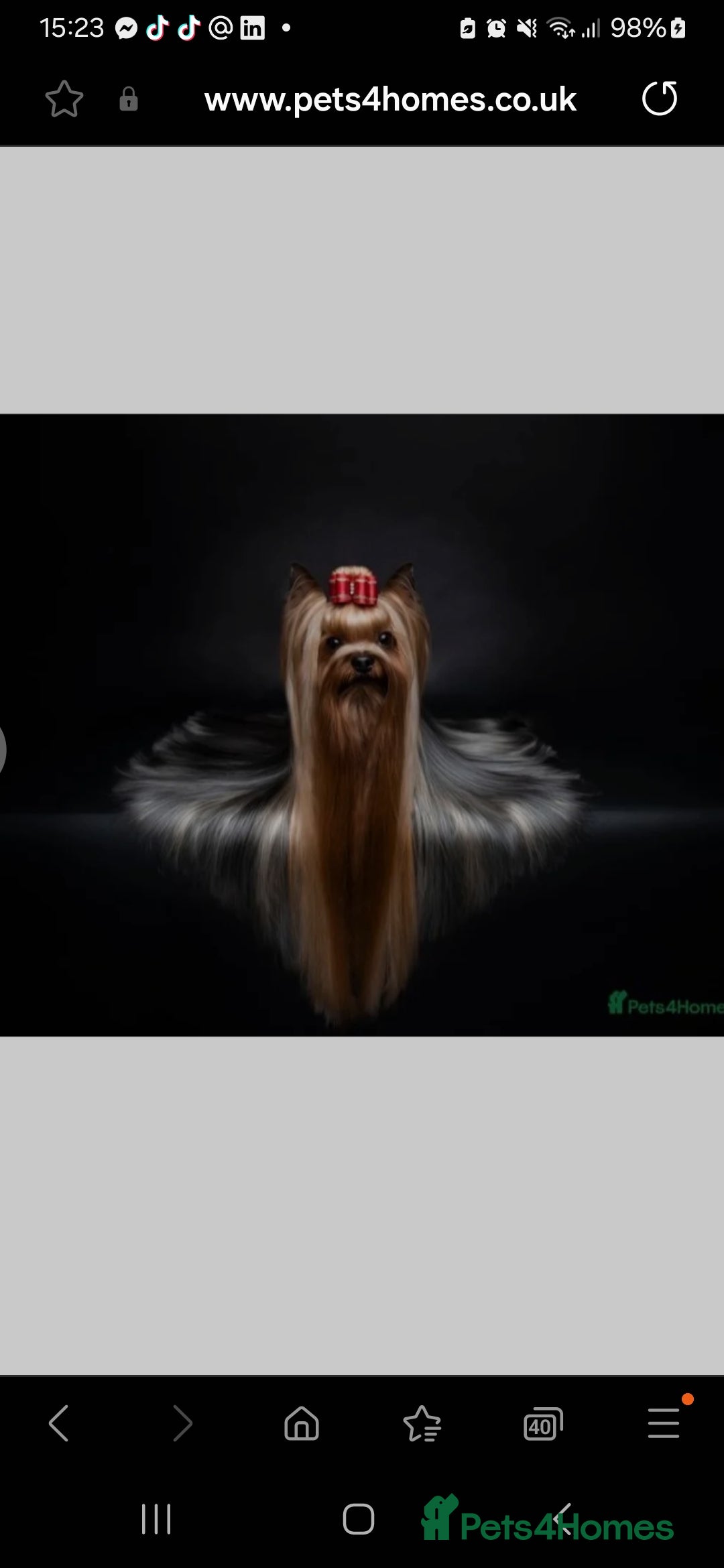 Yorkshire Terrier dogs for sale: Piece of Happiness!!! - Image 10