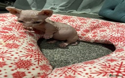 Sphynx cats for sale: Sphynx kittens for sale  - Image 7