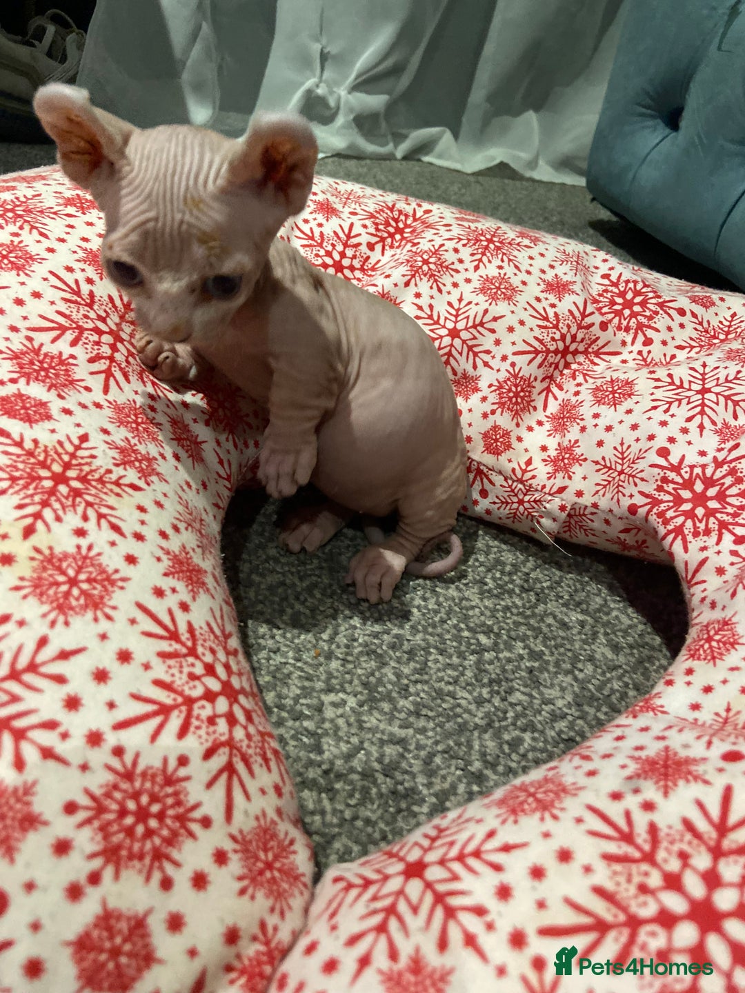 Sphynx cats for sale: Sphynx kittens for sale  - Image 7