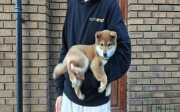 Japanese Shiba Inu dogs for sale: Chunky Mame Shiba Inu with NMSA Certificate - Image 5