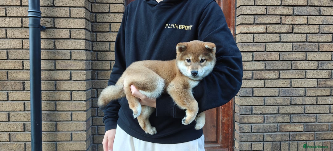 Japanese Shiba Inu dogs for sale: Chunky Mame Shiba Inu with NMSA Certificate - Image 5