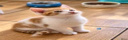 Mixed Breed cats for sale: 🐾 6 Adorable & Playful Kittens - 1 Girl & 5 Boys - Advert 34