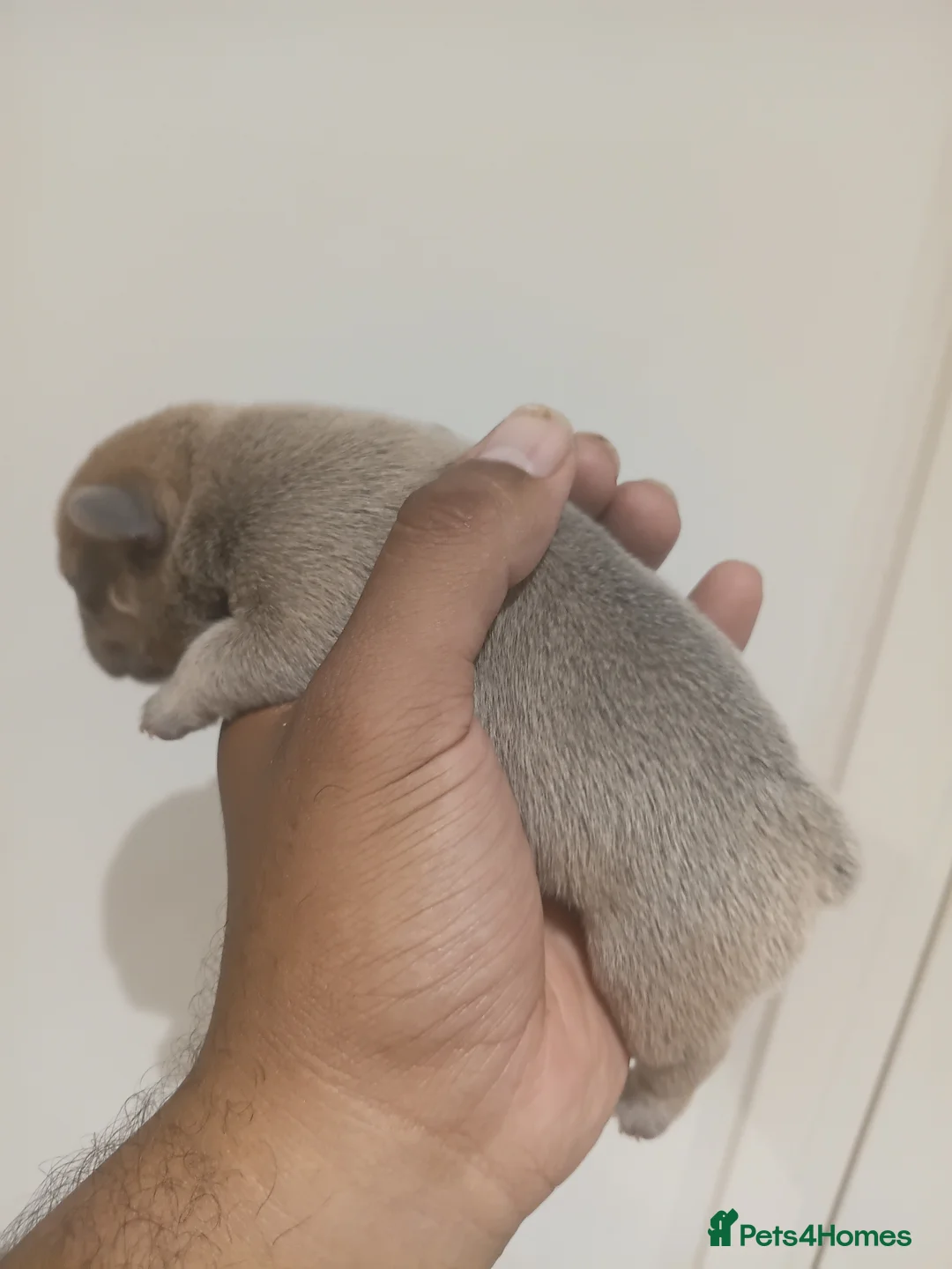 French Bulldog dogs for sale: RARE FRENCH BULLDOGS/FLUFFY CARRIERS ⭐️⭐️⭐️⭐️⭐️ - Advert 2