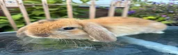 Mini Lop rabbits for sale: Mini lop / Mini lop cross orange / black bunnies - Advert 16