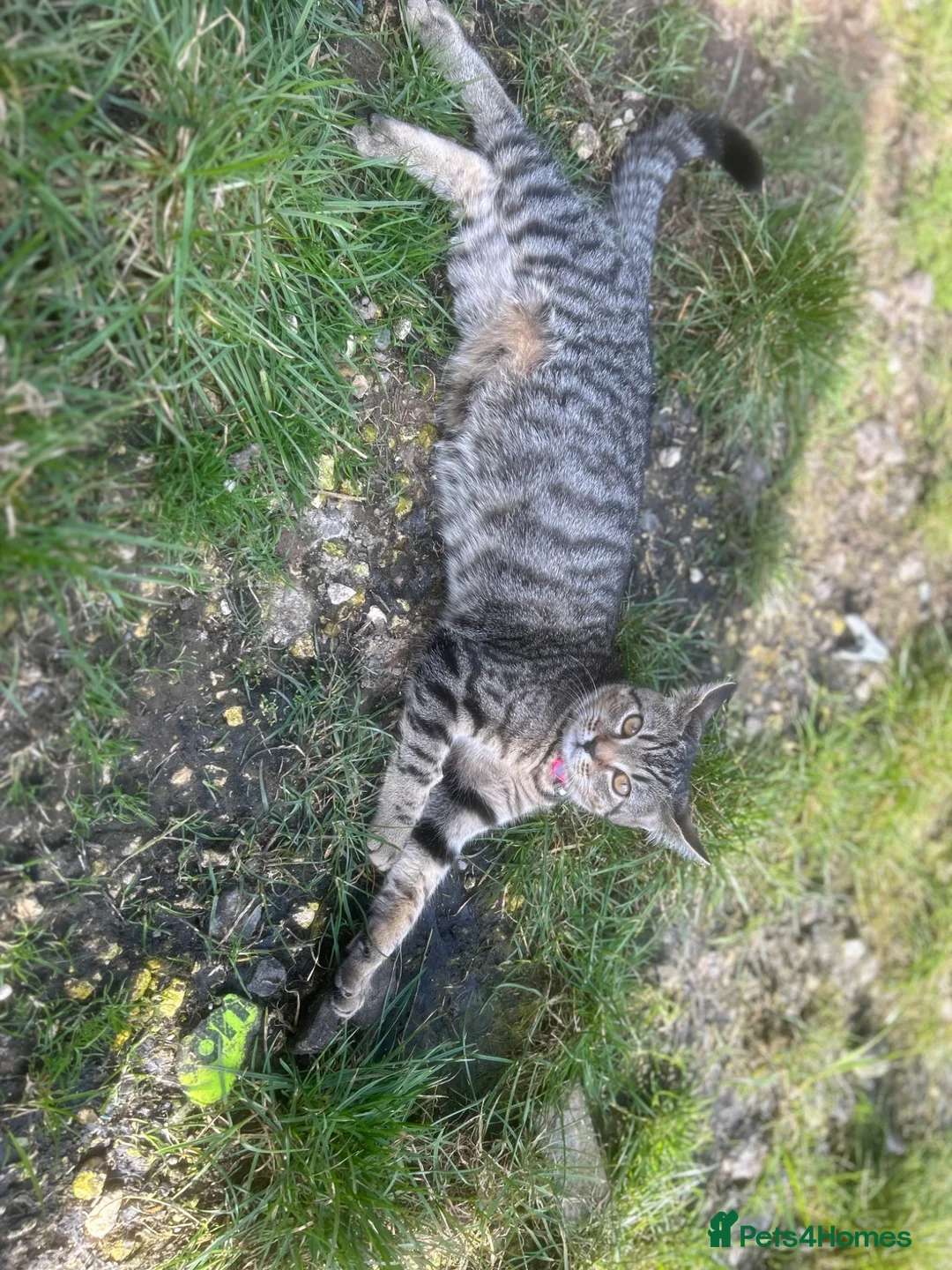 Mixed Breed cats for sale: Kittens for sale — Ready to leave after 8th july in Wolverhampton - Advert 1