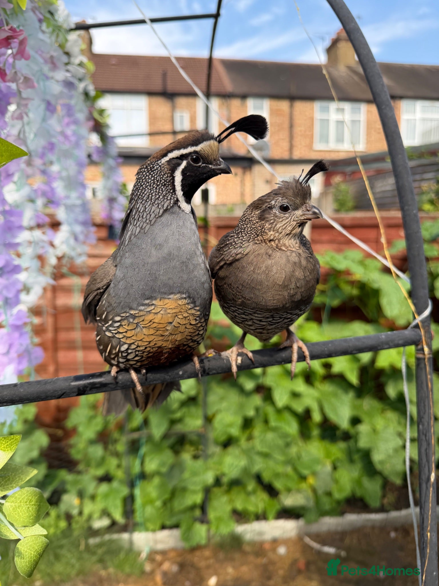 Quail poultry Pair of Californian quails for sale - Advert 1