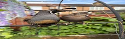 Quail poultry for sale: Pair of Californian quails for sale in London - Advert 1