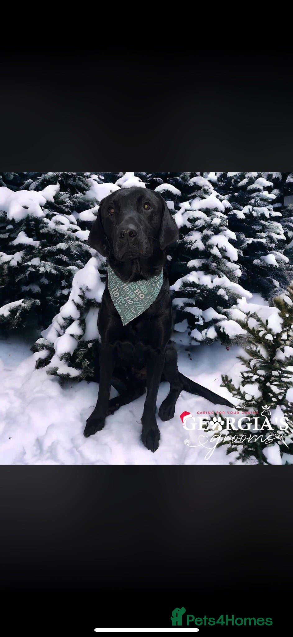 Labrador Retriever dogs Labrador for stud  - Advert 1