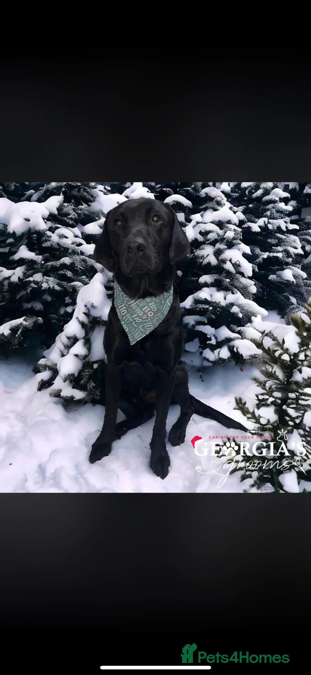 Labrador Retriever dogs for stud: Labrador for stud  - Advert 1