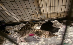 Bengal cats for sale: Black and white kitten available - Image 1