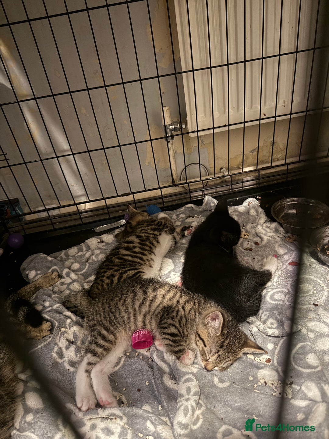 Bengal cats for sale: Black and white kitten available - Image 1