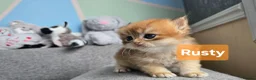 British Shorthair cats for sale: Pedigree golden British shorthair  - Advert 17