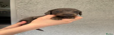 Miniature Dachshund 1