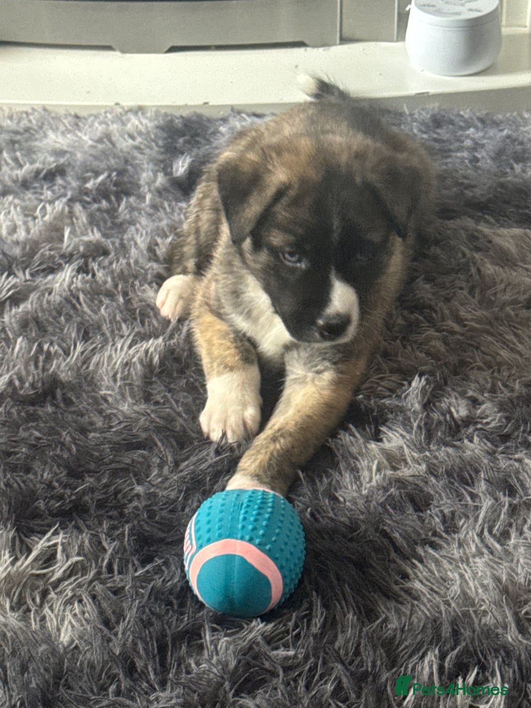 Akita dogs for sale: Gorgeous Akita puppy  - Image 4