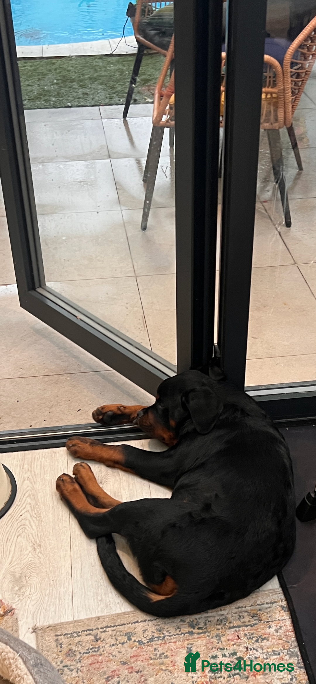 Rottweiler dogs for sale: Beautiful Rottweiler kennel club - Advert 3