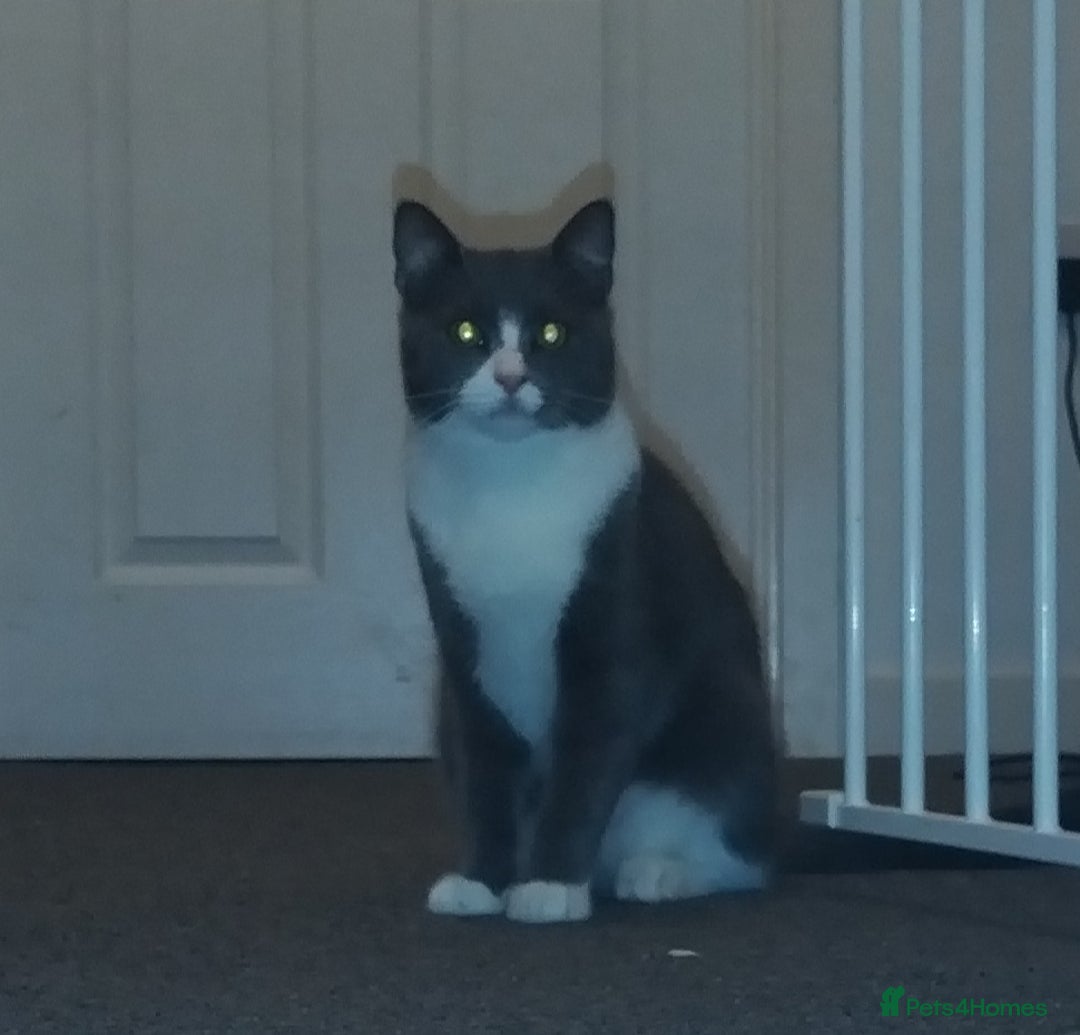 Mixed Breed cats for sale: House cats brothers  - Advert 1