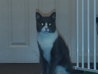 Mixed Breed cats House cats brothers - Advert 1