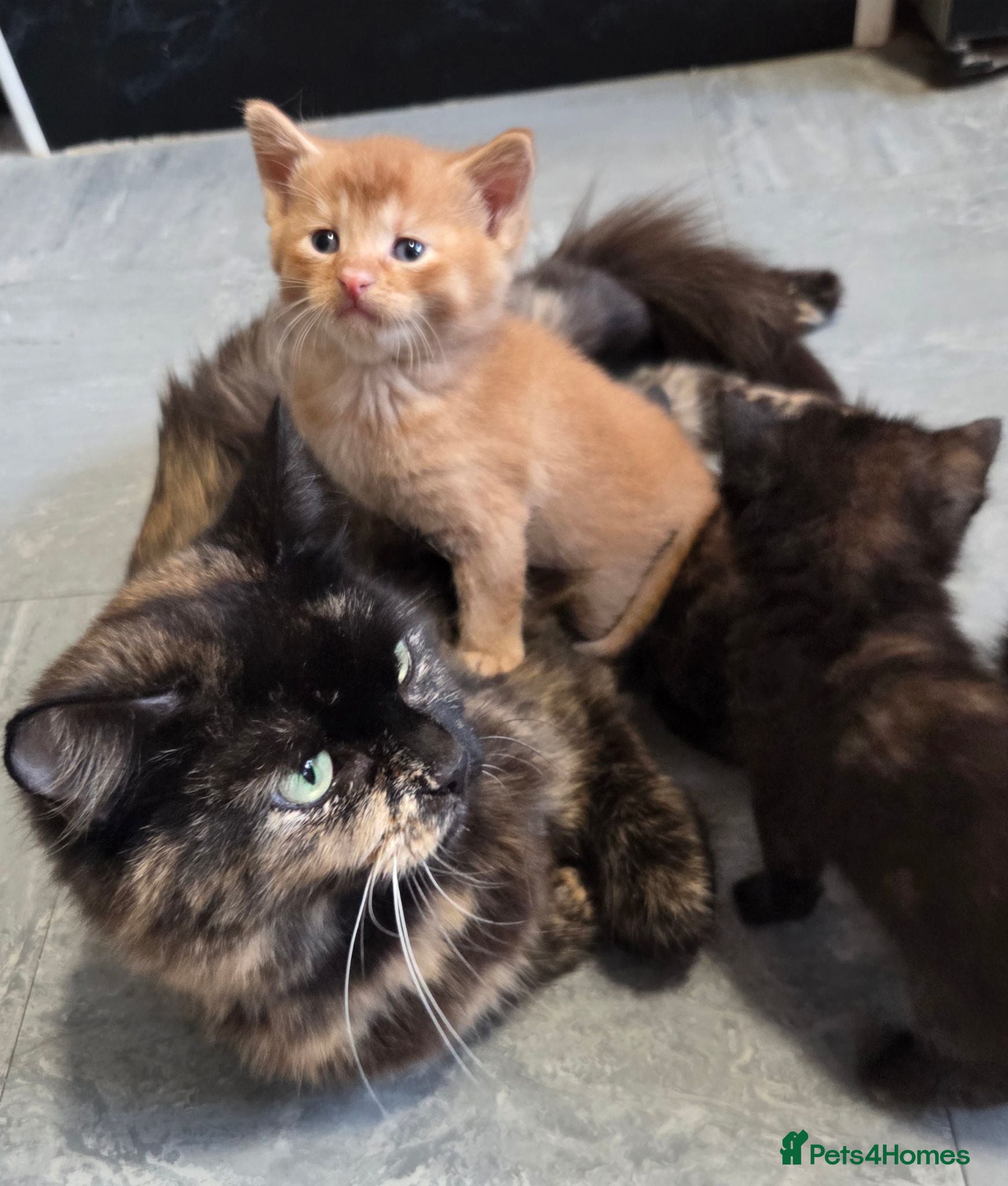 Mixed Breed cats for sale: Beautiful Fluffy Kittens Looking for Forever homes - Advert 1