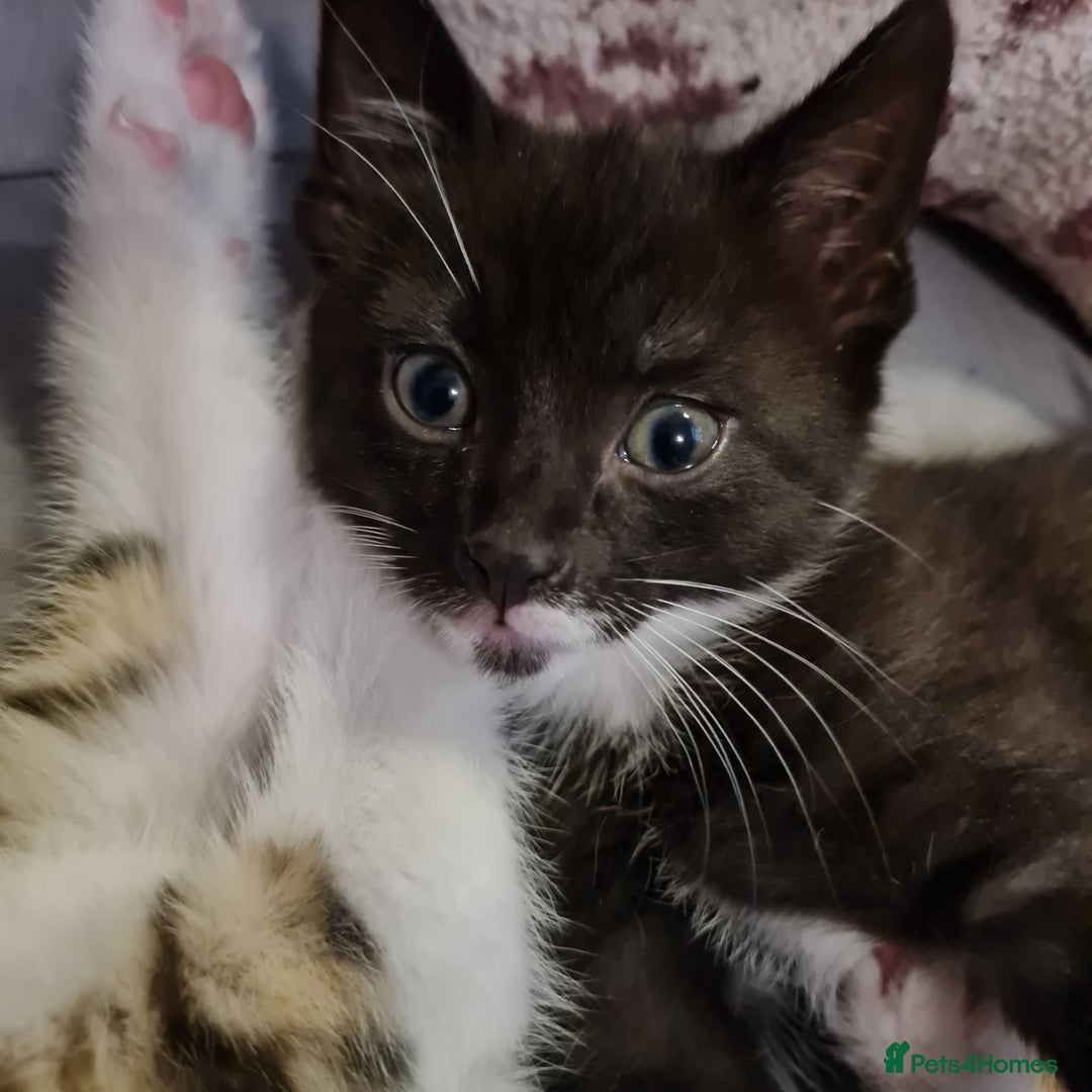 Mixed Breed cats for sale: 2 Beautiful little Boy kittens tabby & black white - Image 29