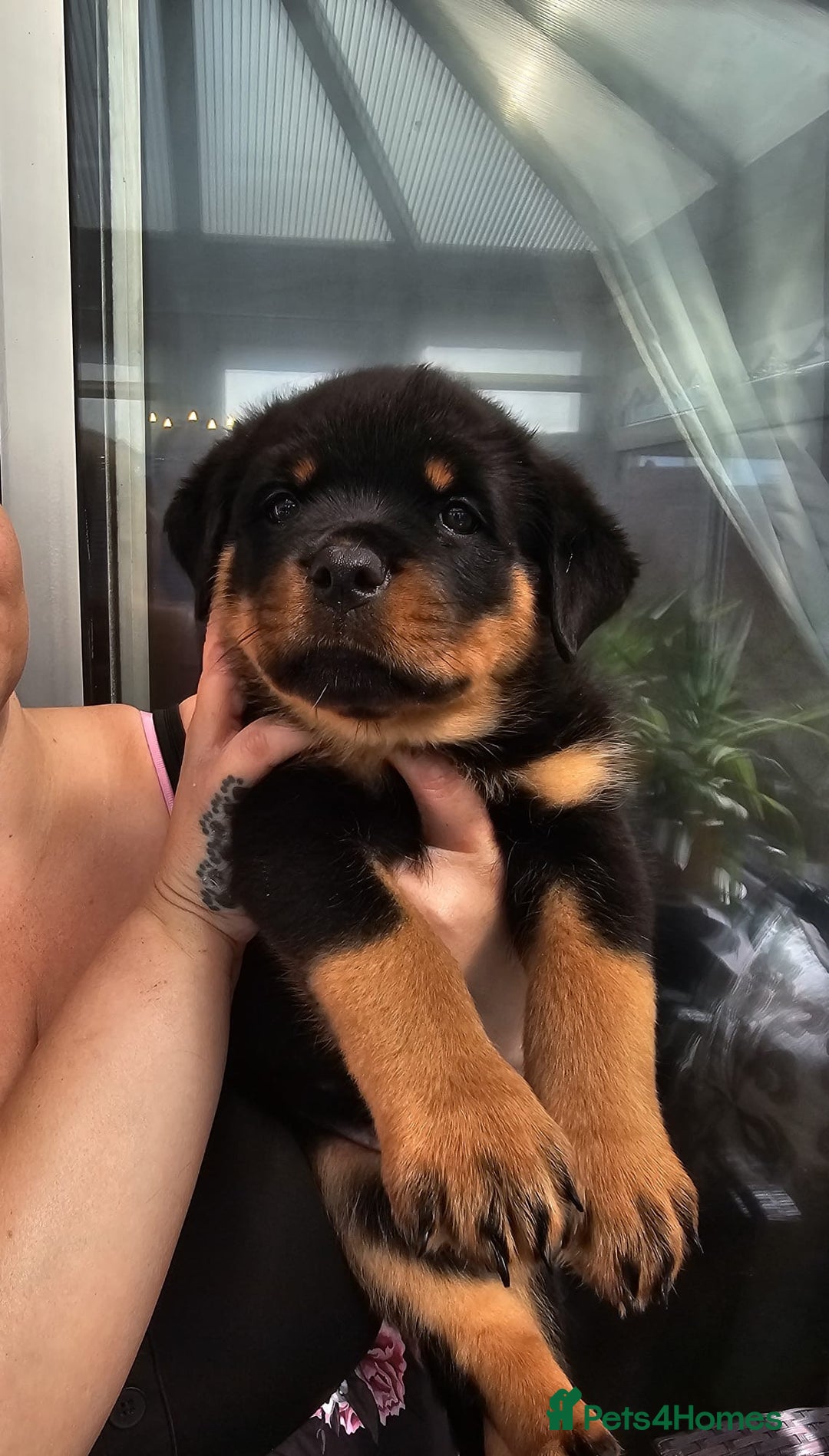 Rottweiler dogs for sale: Superb litter of dual purpose Rottweiler puppies. - Image 8