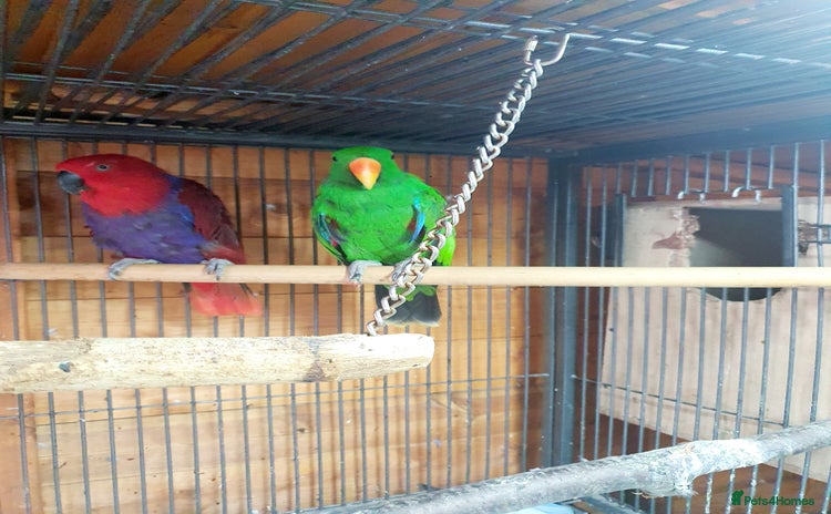 Parrots birds - Advert 3