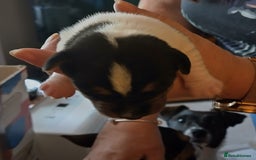 Jack Russell dogs for sale: Jack Russell litter  - Image 5