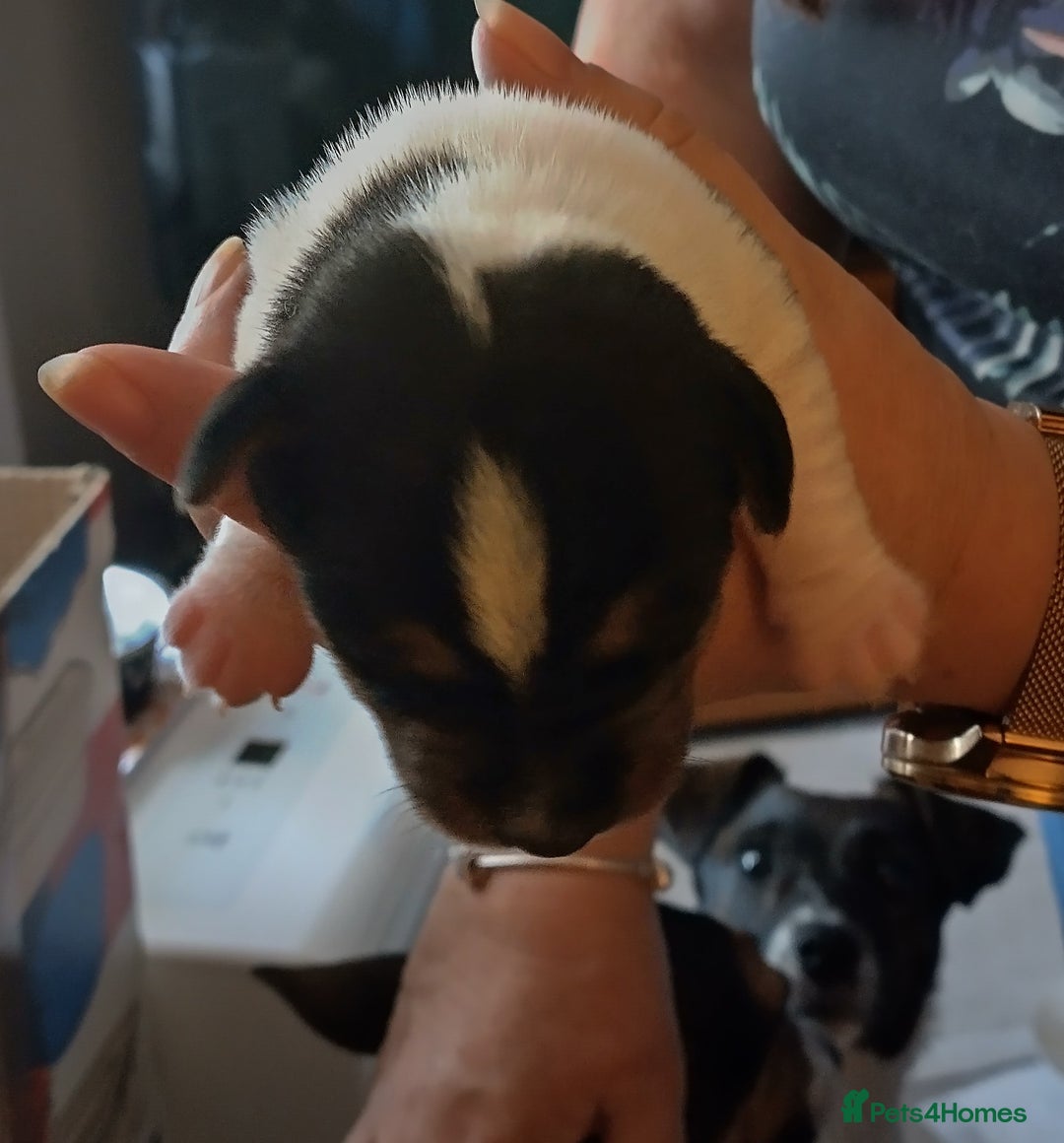 Jack Russell dogs for sale: Jack Russell litter  - Image 5