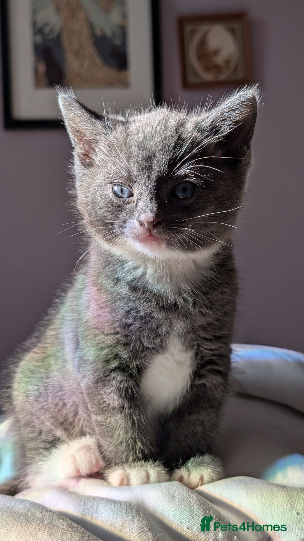 Mixed Breed cats Grey and white kittens for sale - Advert 8