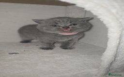 British Shorthair cats for sale: First Litter British Shorthair Pedigree Breed Blue - Image 11