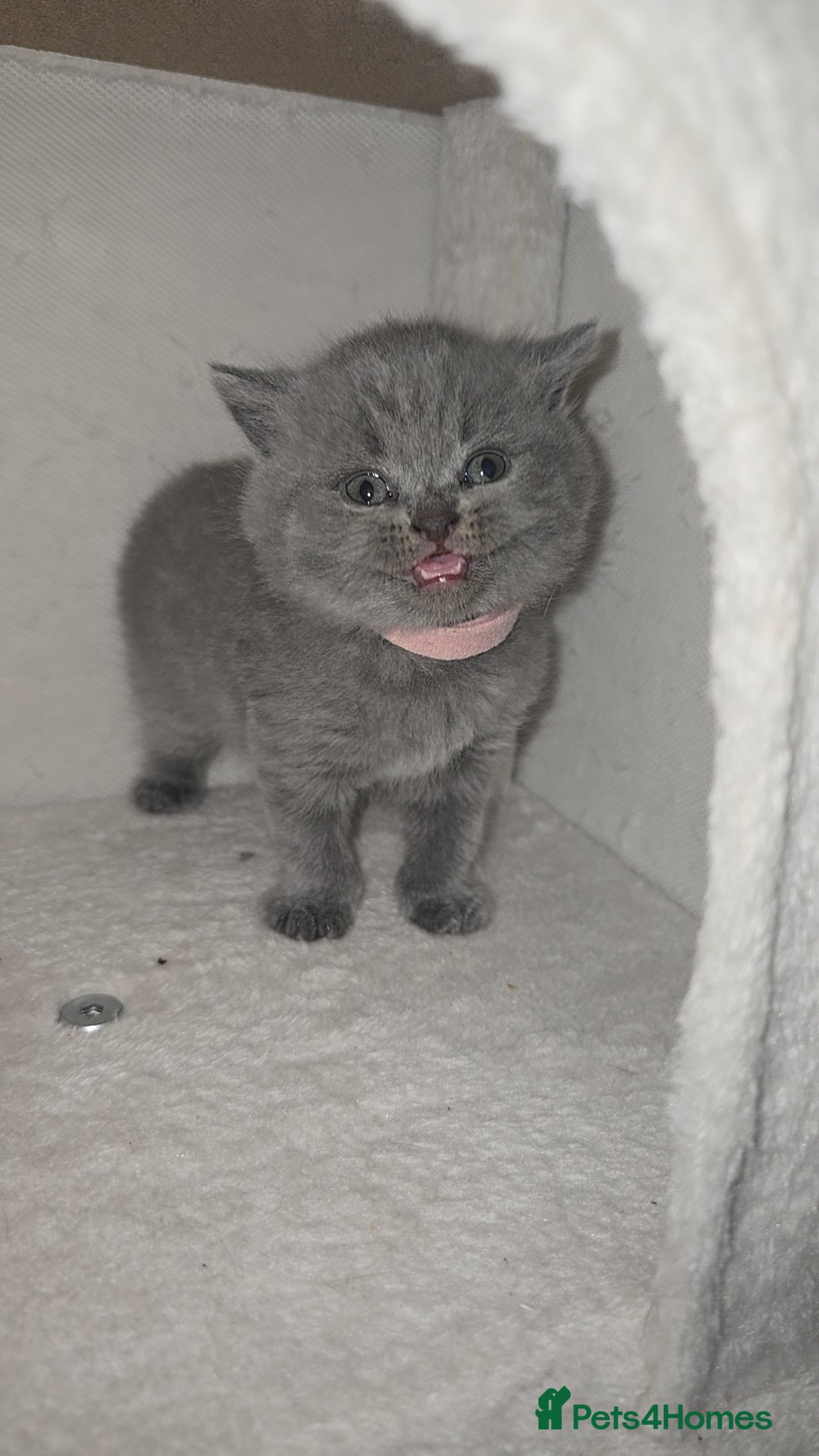 British Shorthair cats for sale: First Litter British Shorthair Pedigree Breed Blue - Image 11
