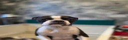Boston Terrier dogs for sale: Health-Tested KC Registered Boston Terrier Puppies in Salford - Advert 21
