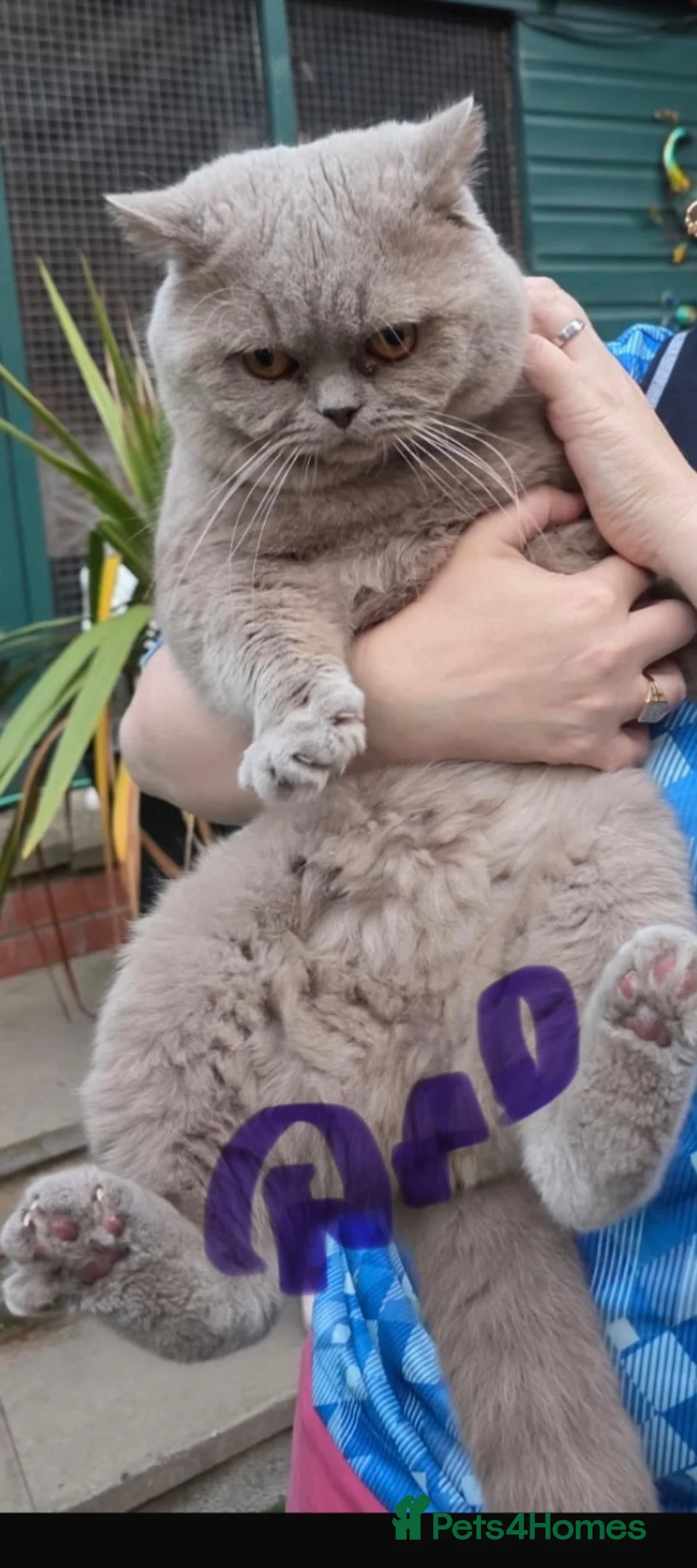 British Shorthair cats for sale: British shorthair kittens  - Advert 11