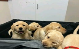 Labrador Retriever dogs for sale: Pure breed Labrador Retrievers puppies  - Image 10