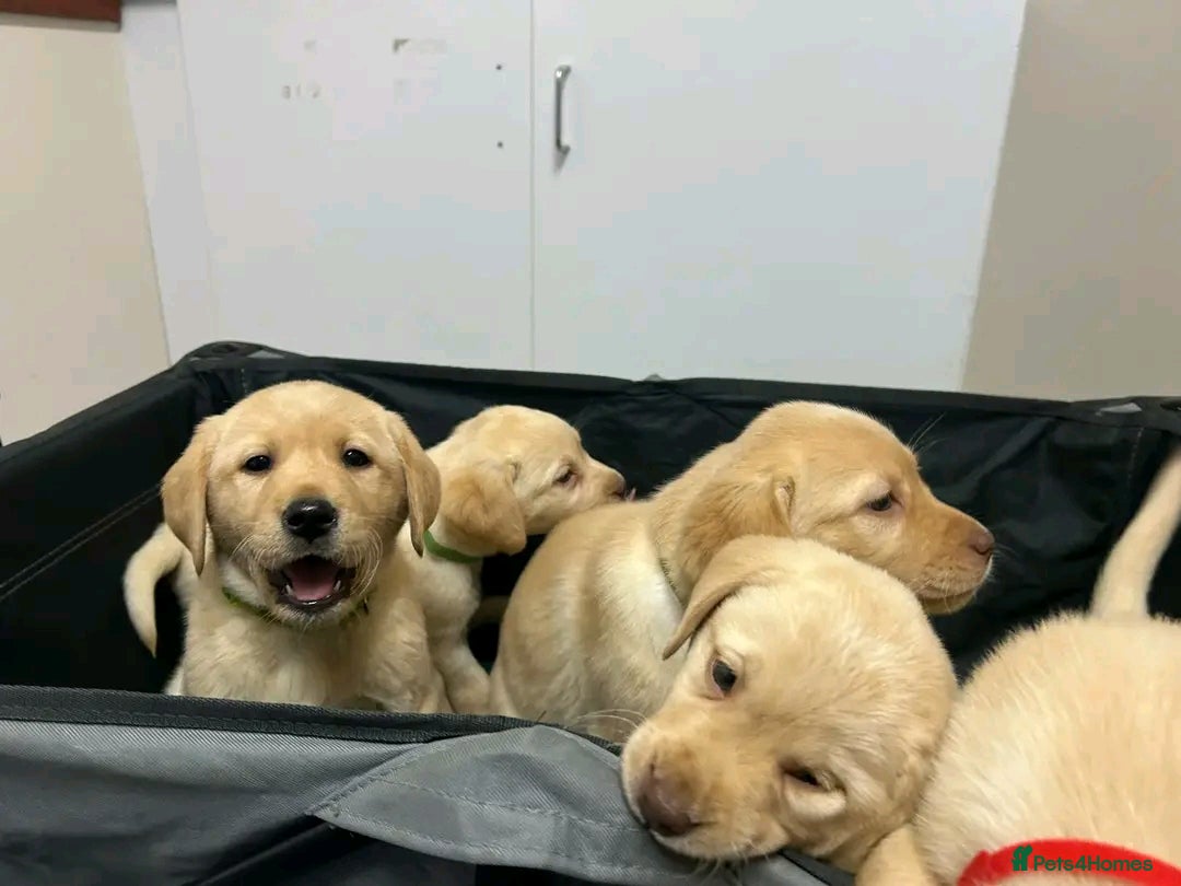 Labrador Retriever dogs for sale: Pure breed Labrador Retrievers puppies  - Image 10