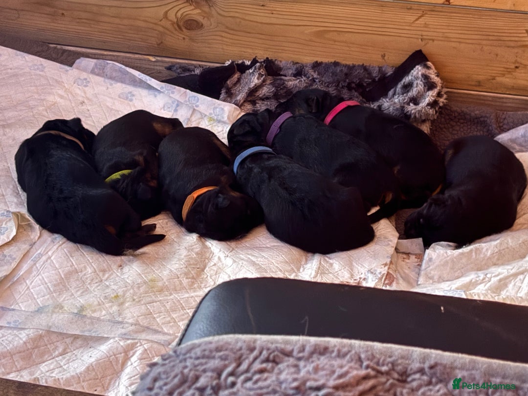 German Shepherd dogs for sale: KC registered long haired German Shepherd puppies - Advert 2