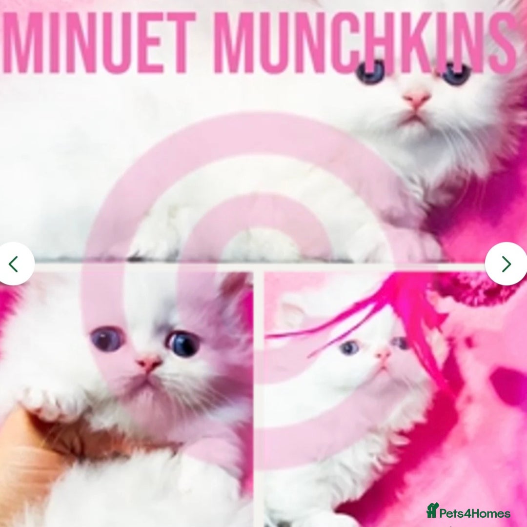 Munchkin cats for sale: White Persian Minuet munchkin blue & odd eyes - Image 5