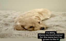 Maltipoo dogs for sale: Adorable F1B Merle** Maltipoo Puppies for sale - Image 12