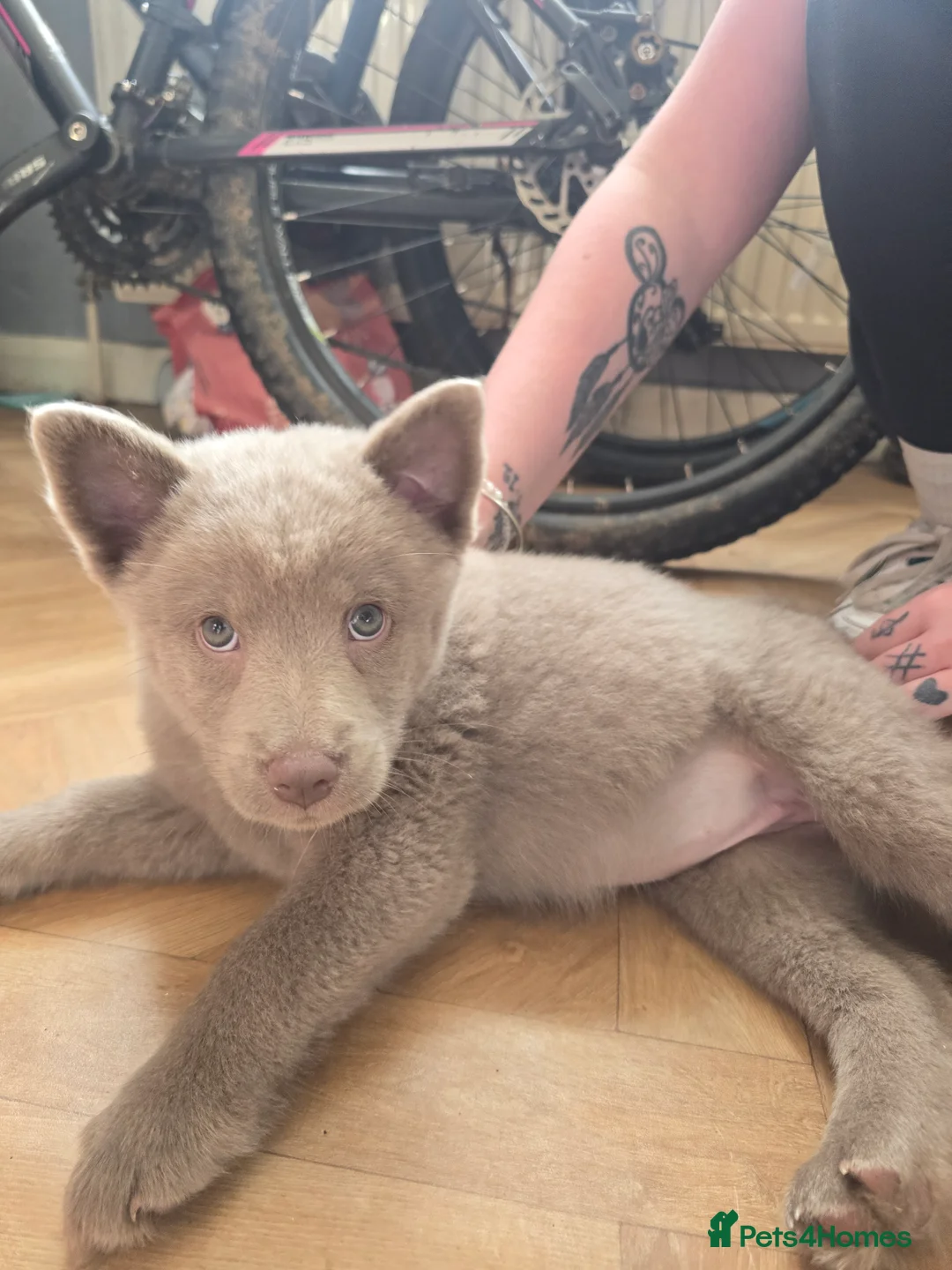 Mixed Breed dogs for sale: Chowsky Puppies - Advert 2